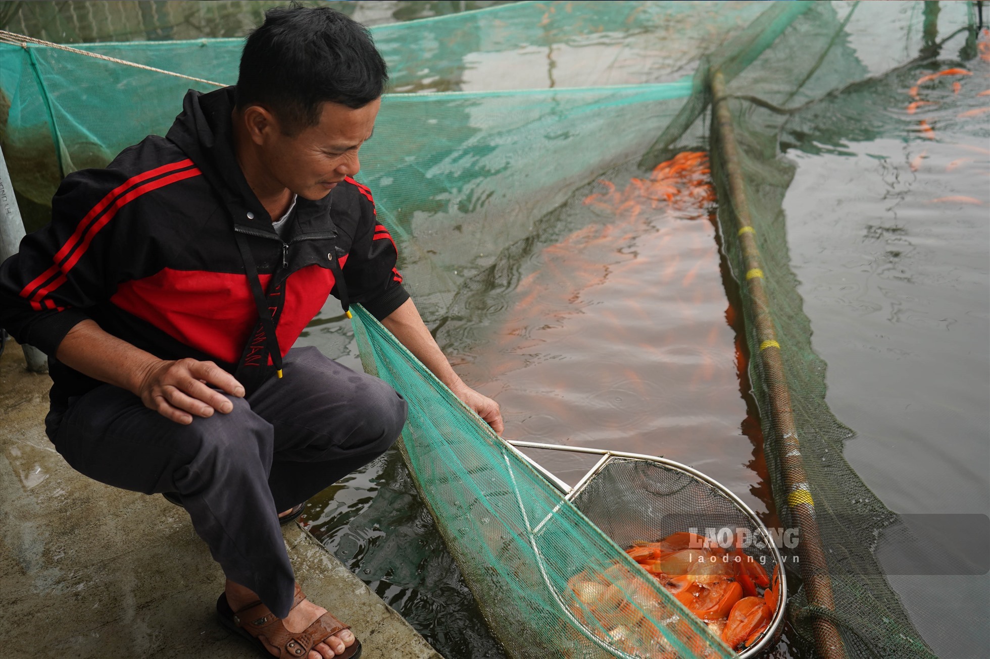 Thu hoạch cá chép đỏ làng Hội Am. Ảnh: T.Hà