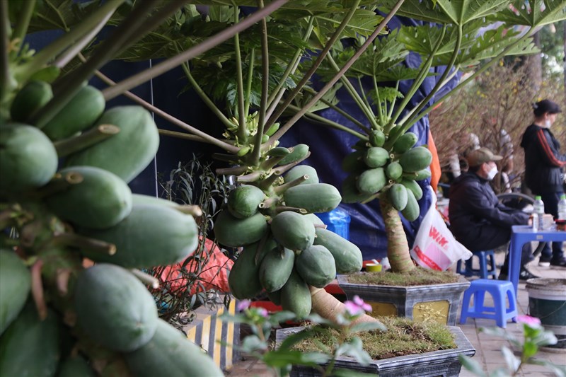 Đu đủ bonsai trĩu quả giá chục triệu đón Tết Nguyên đán Quý Mão