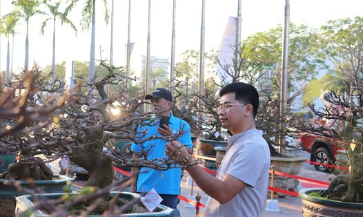 Đông đảo du khách đến tham quan tại Hội thi Mai vàng Đà Nẵng. Ảnh: Nguyễn Linh
