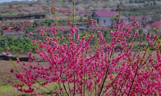 Đào bích nhung - loài hoa nổi tiếng của xứ Lạng với sắc màu đỏ thắm đang nở rộ khắp các bản làng. Ảnh: Quang Vinh.
