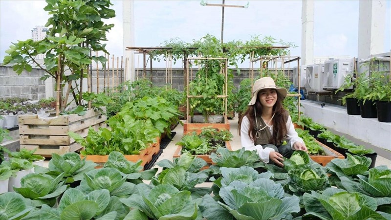 Ngắm Vườn Rau Trên Sân Thượng Đẹp Như Tranh Của Gia Đình Ở Đà Nẵng