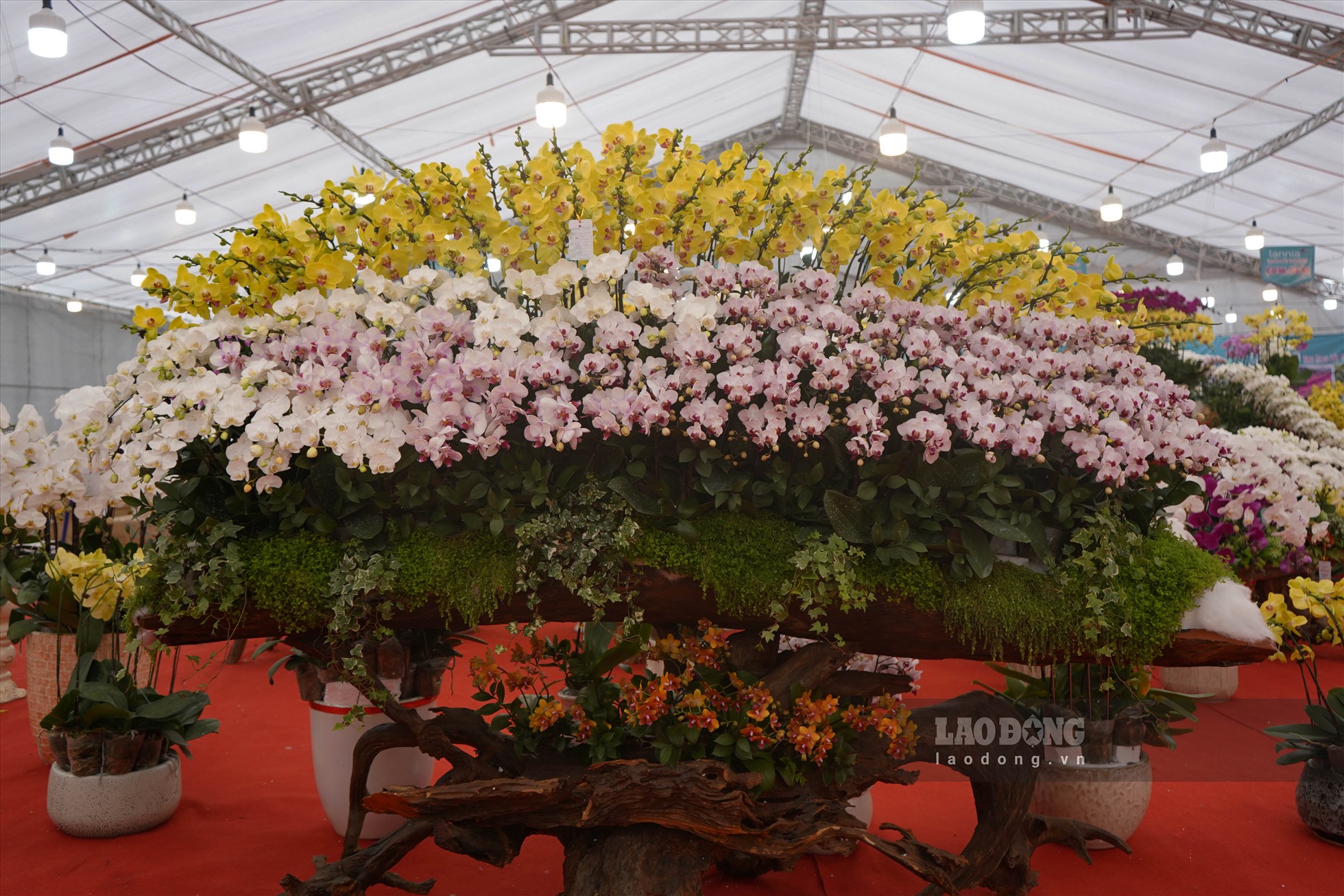 Ngắm nhìn những chậu lan hồ điệp trị giá vài chục triệu đồng tại Hải Phòng. Ảnh: Lương Hà