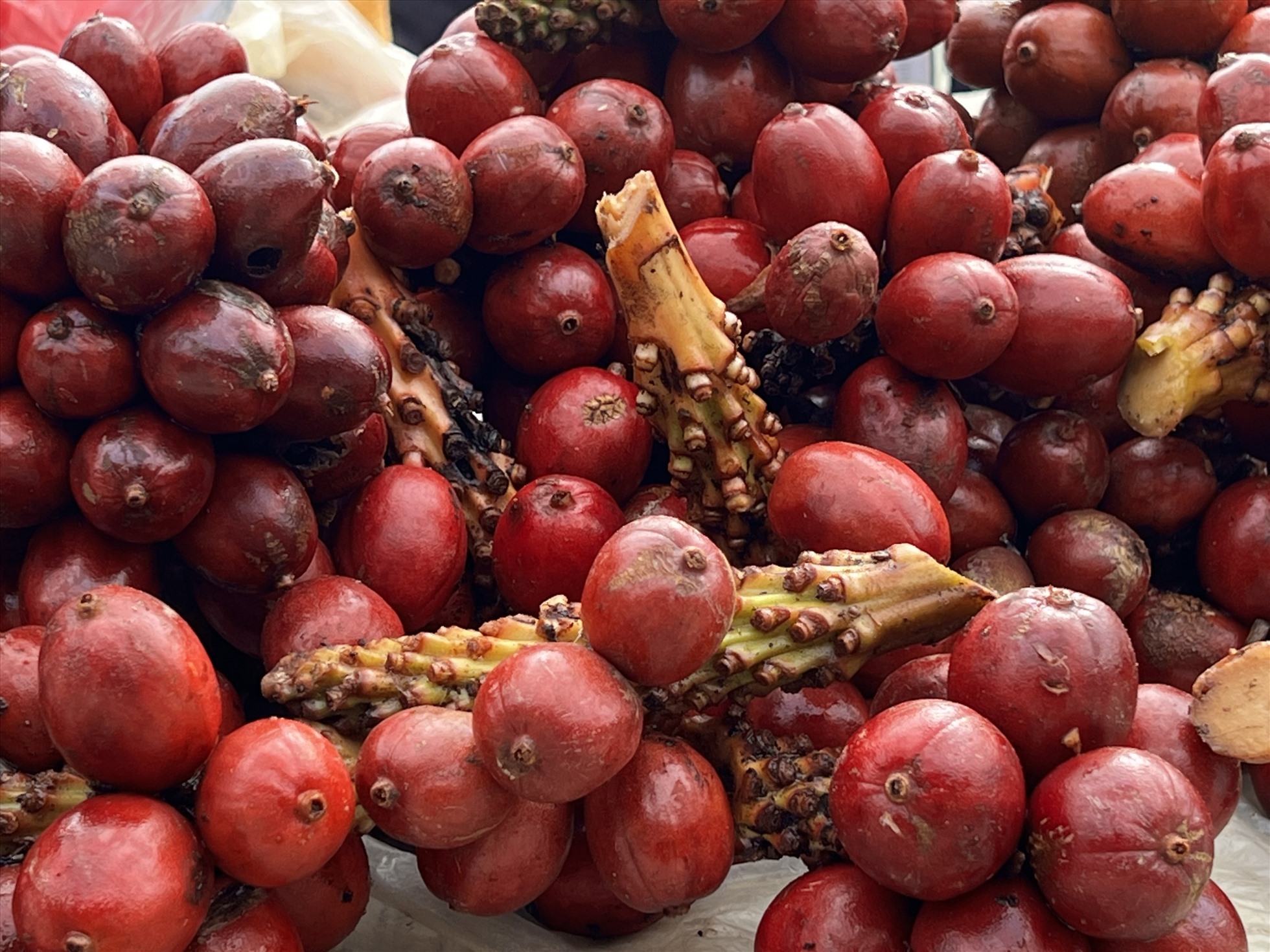 Thảo quả. (Bộ sưu tập gia vị trong vườn của Bếp Phạm)