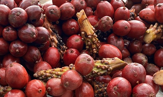 Thảo quả. (Bộ sưu tập gia vị trong vườn của Bếp Phạm)