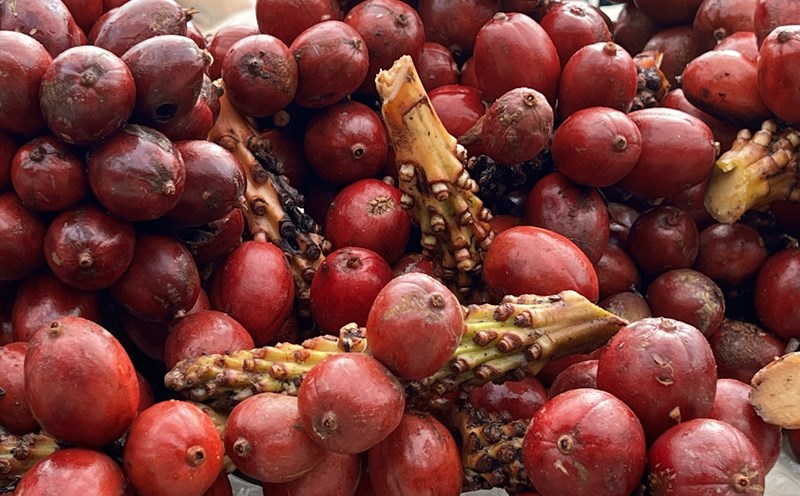 Thảo quả. (Bộ sưu tập gia vị trong vườn của Bếp Phạm)