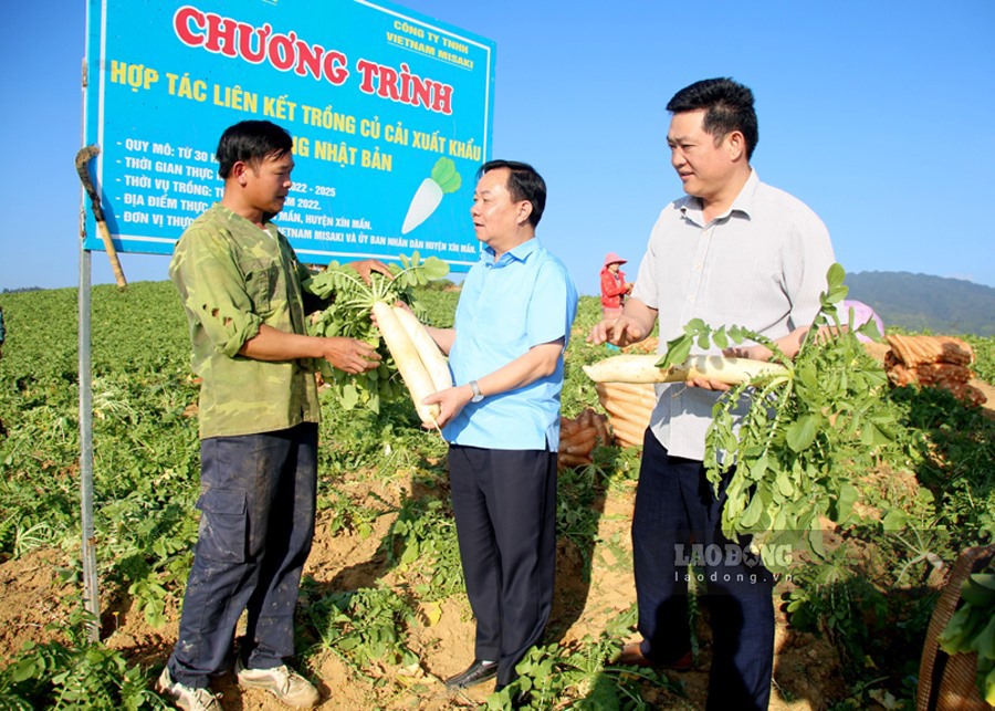 Củ cải muối tại huyện Xín Mần được trồng theo các tiêu chuẩn của Nhật Bản.