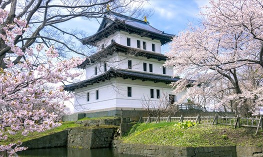 Hoa anh đào Nhật Bản là một trong lý do để du khách tìm đến thưởng lãm và khám phá. Ảnh: Xinhua