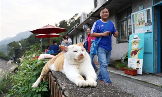 Houtong là thị trấn mèo nổi tiếng tại Đài Loan (Trung Quốc). Ảnh: Xinhua
