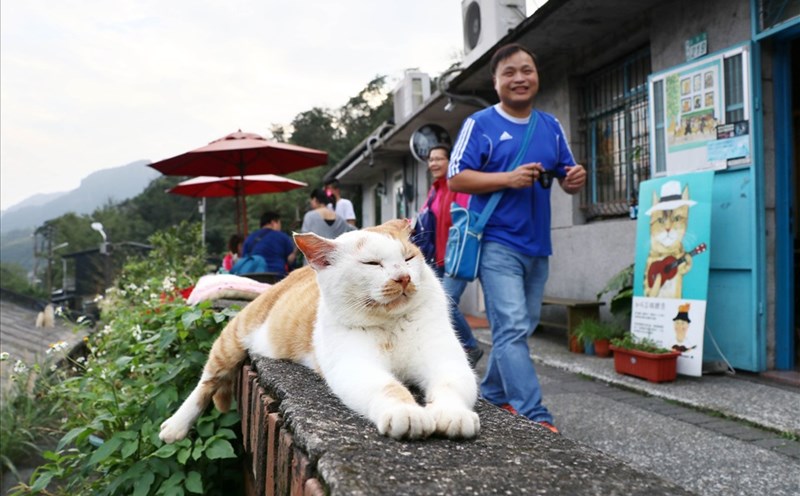 Houtong là thị trấn mèo nổi tiếng tại Đài Loan (Trung Quốc). Ảnh: Xinhua