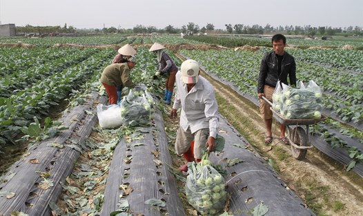 Nông dân xã Quỳnh Hải (huyện Quỳnh Phụ, tỉnh Thái Bình) rộn ràng thu hoạch su hào bán Tết. Ảnh: Trung Du