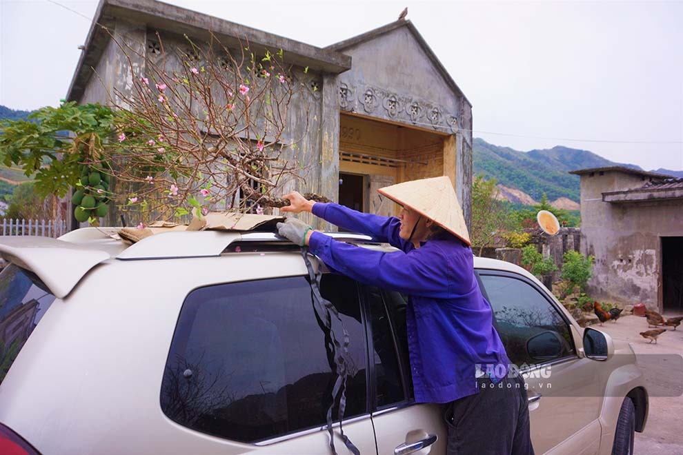 Nhiều khách hàng quen thuộc đến tận vườn mua đào phai Vân Đồn. Ảnh: Đoàn Hưng