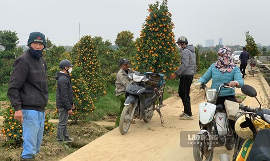 Người dân chen chân nhau chọn quất ở làng trồng quất lớn nhất Hải Phòng. Ảnh: Lương Hà