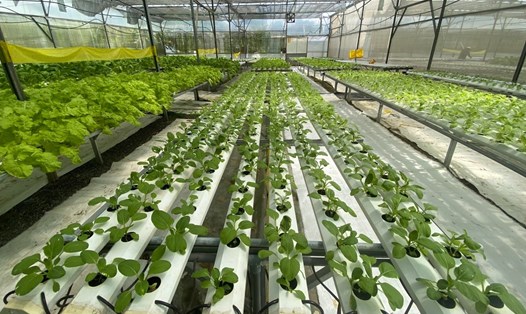 Mô hình trồng rau hộ bằng smartphone trên mảnh đất rộng 3ha của anh Phương. Ảnh: Tường Minh