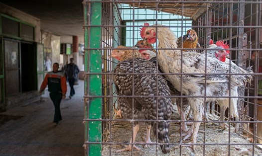 Khu chợ bán gà ở Cairo, Ai Cập, ngày 17.3.2022. Ảnh: AFP