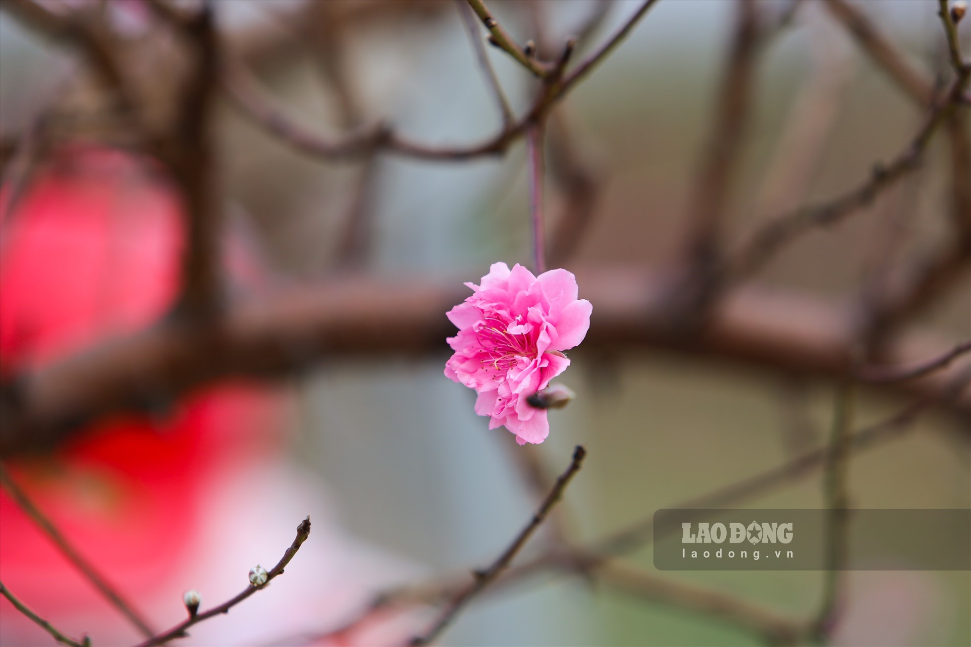 Mùa xuân là mùa vạn vật sinh sôi nảy nở, cây cối đơm hoa kết trái. Ảnh: Việt Anh