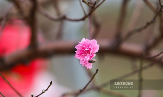 Mùa xuân là mùa vạn vật sinh sôi nảy nở, cây cối đơm hoa kết trái. Ảnh: Việt Anh