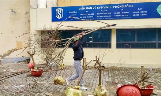 Một số chủ cửa hàng đào Tết trên địa bàn TP.Vinh (Nghệ An) đã chặt bỏ các gốc đào để thu dọn về quê. Ảnh: Quỳnh Trang
