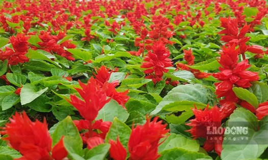 Ninh Phúc là một trong những vựa hoa lớn nhất tại Ninh Bình, mỗi năm cung cấp ra thị trường một số lượng lớn với đủ các loại hoa, đặc biệt là vào dịp Tết Nguyên đán. Ảnh: Diệu Anh