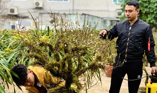 Anh Nguyễn Văn Dũng (40 tuổi, quê Nam Đàn, Nghệ An) một chủ vườn Nhất Chi Mai cho biết: “Những cây mai trắng này được chăm sóc đã nhiều năm, trung bình 4-5 năm, có cây lên tới cả chục năm". Ảnh: Quỳnh Trang