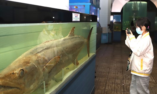 Mẫu vật cá Thu Song được bày trong Viện hải dương học Nha Trang. Ảnh: Thu Cúc