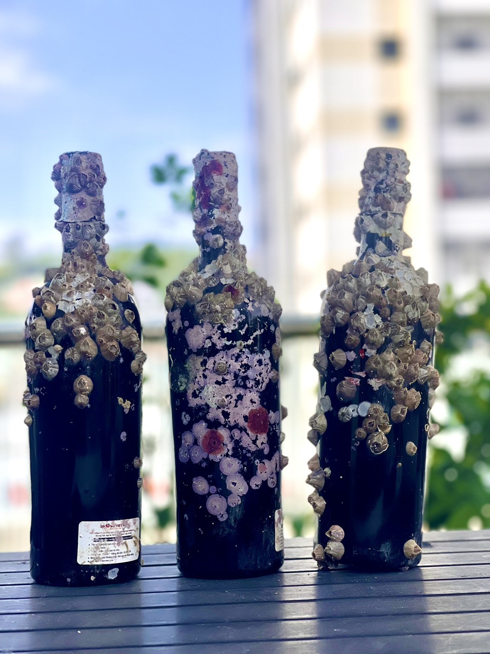 Những chai rượu vang nhập khẩu được đưa lên sau một thời gian ngâm dưới đáy vịnh Hạ Long. Ảnh: Nguyễn Hùng