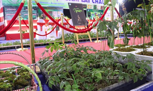 Những năm gần đây, tỉnh Lai Châu đã đưa ra nhiều chủ trương phát triển cây sâm. Ảnh: Trần Trọng.
