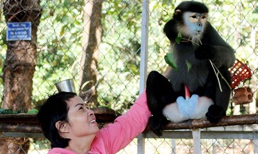 Voọc chà vá chân đen hiếm ở vườn quốc gia Bù Gia Mập. Ảnh: ĐÔNG ANH