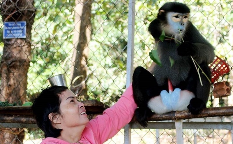 Voọc chà vá chân đen hiếm ở vườn quốc gia Bù Gia Mập. Ảnh: ĐÔNG ANH