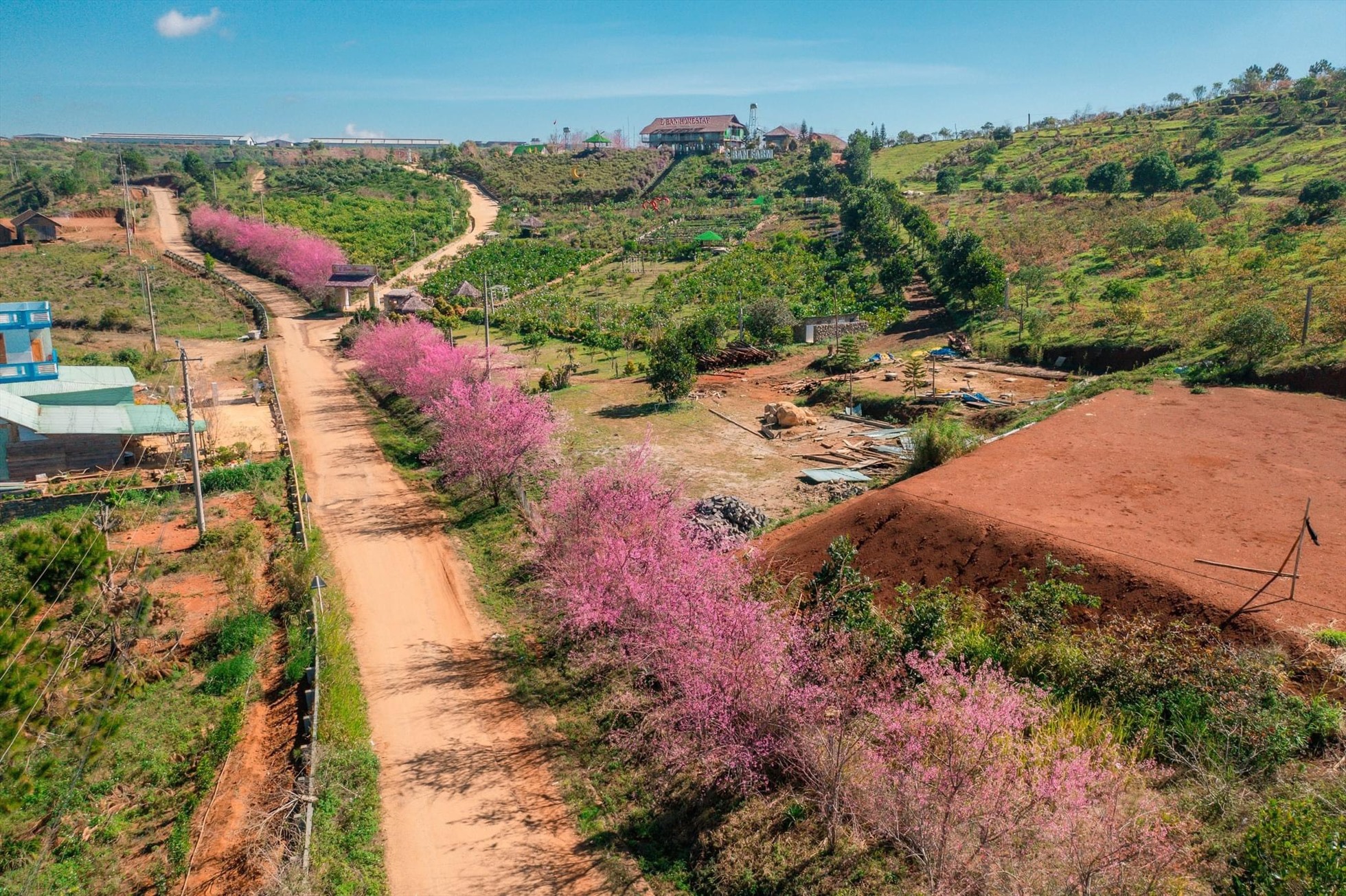 Đường hoa mai anh đào nhìn từ trên cao. Ảnh Y Trang