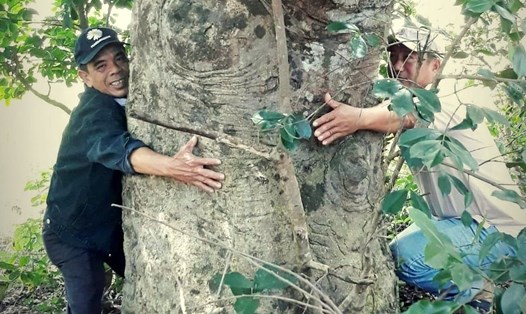 Cây gỗ trong khu rừng nguyên sinh có thân với 2 người ôm không xuể. Ảnh: Hải Lâm