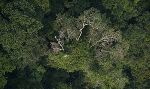 Khu rừng Jamanxim ở bang Para, phía bắc Brazil. Ảnh: AFP
