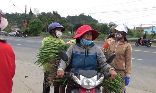 Phú Yên: Hoa Tết nở muộn, người trồng lay ơn vớt vát từng đồng ngày Xuân. Ảnh: Hoài Luân