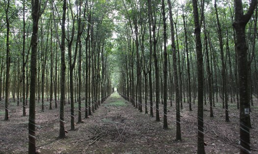 Vùng đất chủ trương quy hoạch Khu công nghiệp và dân cư Đồng Phú chủ yếu là đất trồng cây nông nghiệp. Ảnh: Đình Trọng