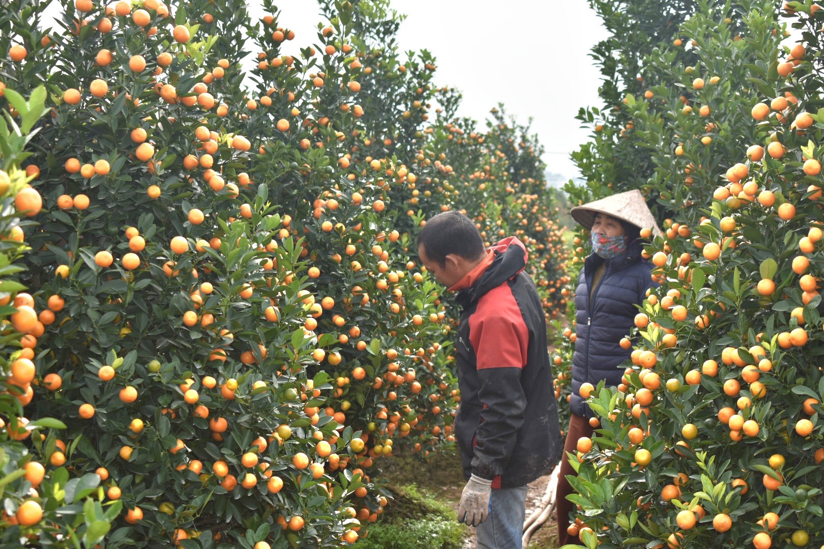 Làng quất cảnh xã Đông Hòa (TP Thái Bình) có khoảng 1.200 hộ trồng quất, tổng thu nhập mỗi năm từ cây quất khoảng 70 tỉ đồng. Ảnh: Trung Du