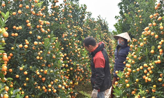 Làng quất cảnh xã Đông Hòa (TP Thái Bình) có khoảng 1.200 hộ trồng quất, tổng thu nhập mỗi năm từ cây quất khoảng 70 tỉ đồng. Ảnh: Trung Du