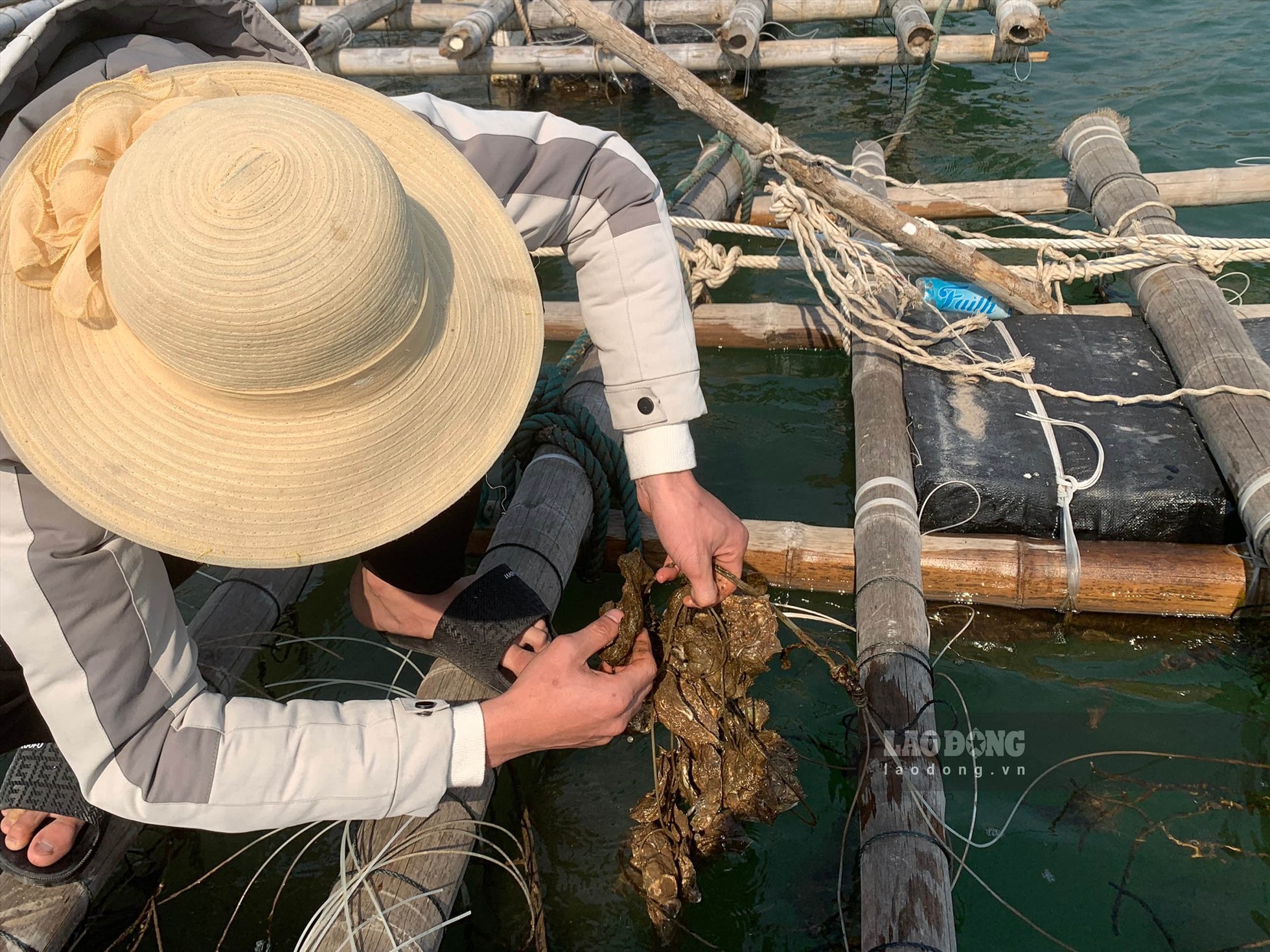 Doanh nghiệp tiên phong nuôi hàu biển tại Vân Đồn  Báo Quảng Ninh điện tử