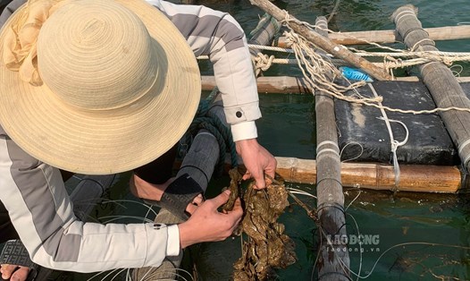 Ngư dân Quảng Ninh thu nhập lớn từ nghề nuôi hàu treo dây. Ảnh: Lương Hà