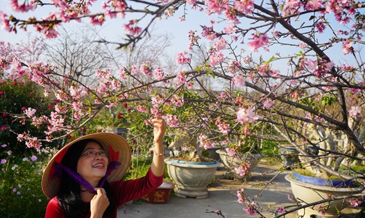 Vườn hoa anh đào gần 5.000 gốc của ông Lê Đức Thái (An Dương, Hải Phòng) nở rực rỡ trong nắng xuân. Ảnh: Mai Dung