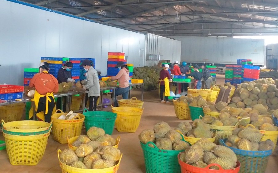 Trong năm 2022, tỉnh Đắk Nông đã làm cầu nối, giải quyết việc làm cho gần 21.000 lao động. Ảnh: Phan Tuấn