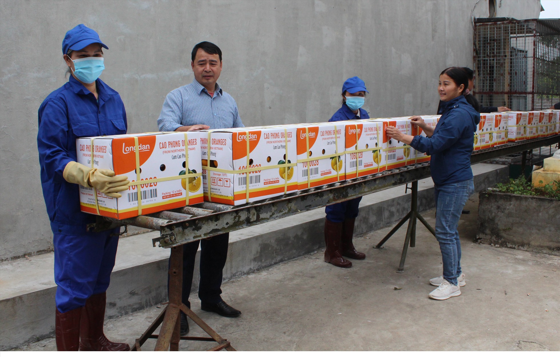 Những thùng cam Cao Phong đầu tiên của Hoà Bình lên đường xuất khẩu. Ảnh: Thu Trang