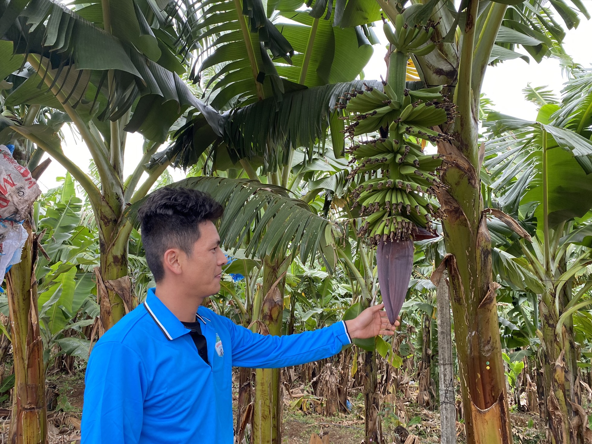 Trồng chuối thu lợi nhuận cao, người lao động được thưởng lớn