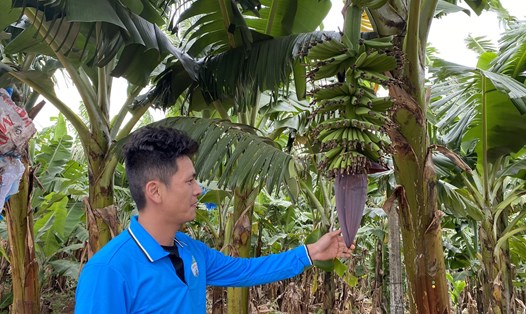Anh Nguyễn Thanh Duy bên vườn chuối nông trường quanh năm chăm sóc. Ảnh: Thanh Tuấn