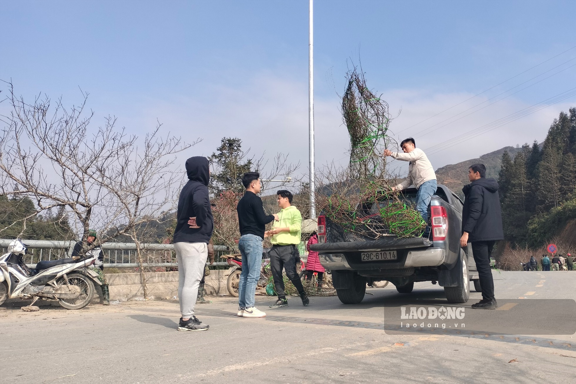 Theo người dân nơi đây, đào năm nay nhiều nụ và chưa nở hoa, cần bán sớm để về chăm kịp nở đúng dịp Tết Nguyên đán. Ảnh: Văn Đức.