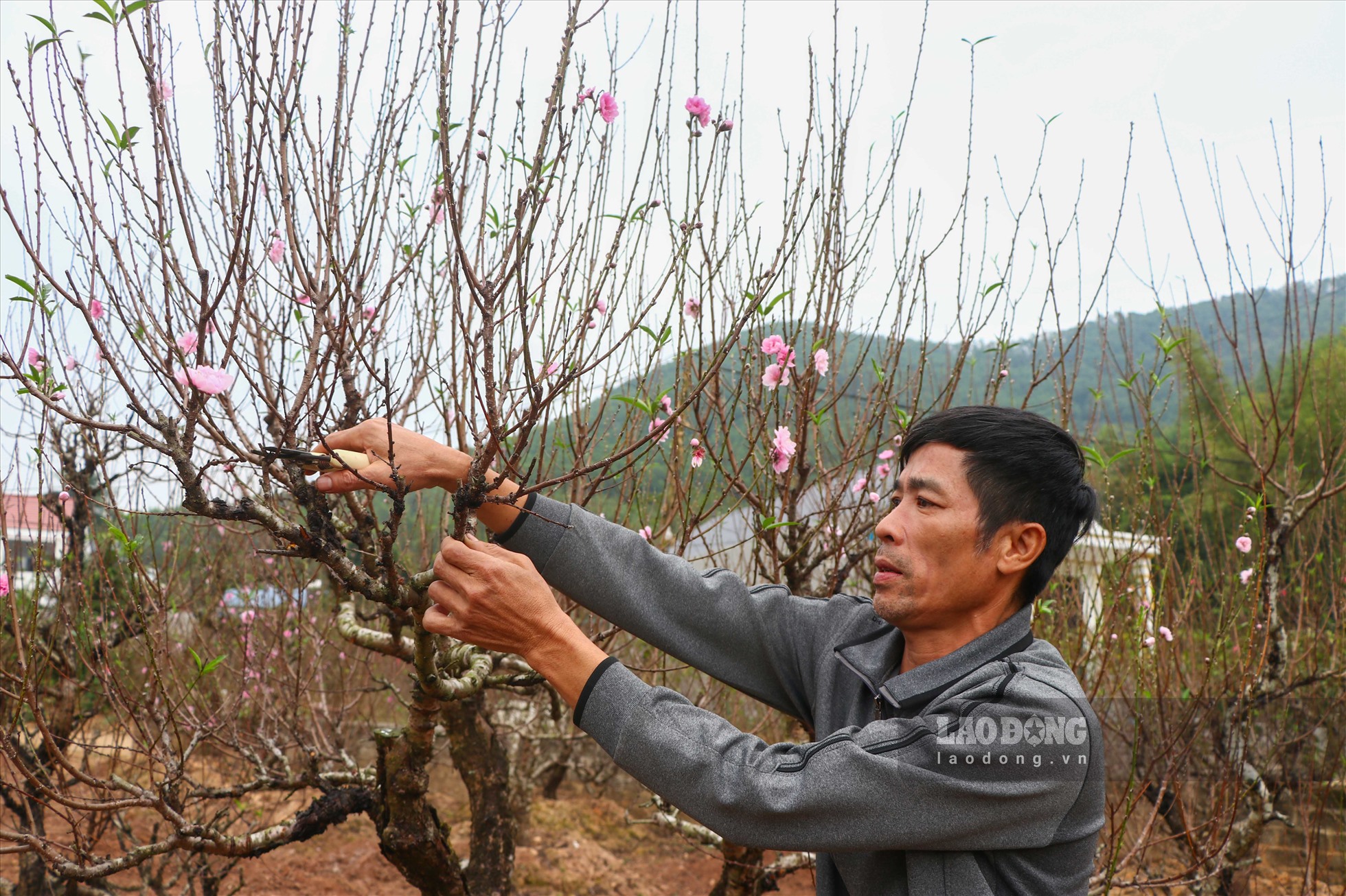 Nông dân tất bật chăm sóc cây đào những ngày cận Tết