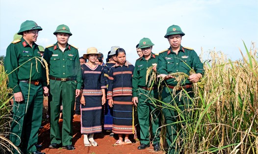Binh đoàn hỗ trợ, phát triển cây lúa nương giúp người dân ổn định đời sống. Ảnh Thanh Tuấn