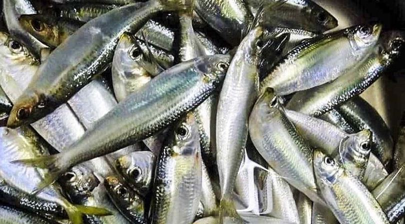 Các trích là loại thực phẩm chứa nhiều vitamin D nên bổ sung vào chế độ ăn của người bị viêm khớp gối. Ảnh: Phạm My