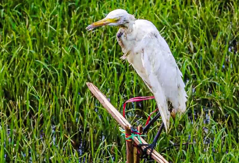 Lời hứa với những cánh chim trời của lão nông vùng Miệt Thứ