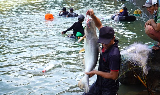 Một người dân săn được con cá tra nặng hơn 10 ký được mua với giá hơn 1 triệu đồng. Ảnh: Hà Anh Chiến