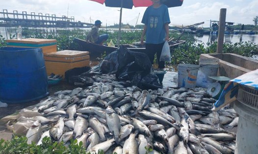 Cá nuôi trong lồng bè chết hàng loạt ở xã Thạch Sơn ngày 6.10 vừa qua. Ảnh: Trần Tuấn.
