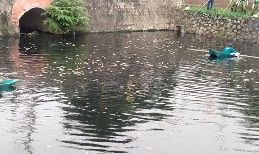 Cá chết dày đặc trên mặt kênh hào Thành Cổ Vinh (TP Vinh - Nghệ An).  Ảnh: Hải Đăng